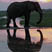 Elephant Reflection
