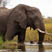 Elephant in Okavango