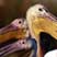 Pelicans