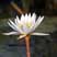 Okavango Lily