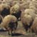 Sheep Herd