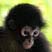 Spider Monkey Perch