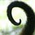 Spider Tail