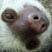 Hanging Sloth