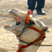 Camel Craze