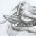 Dragon drawing