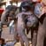 Painted Elephants