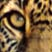 Hidden Leopard