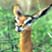 Gerenuk Family