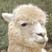 Girl with Llama