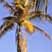 Palms & Sun